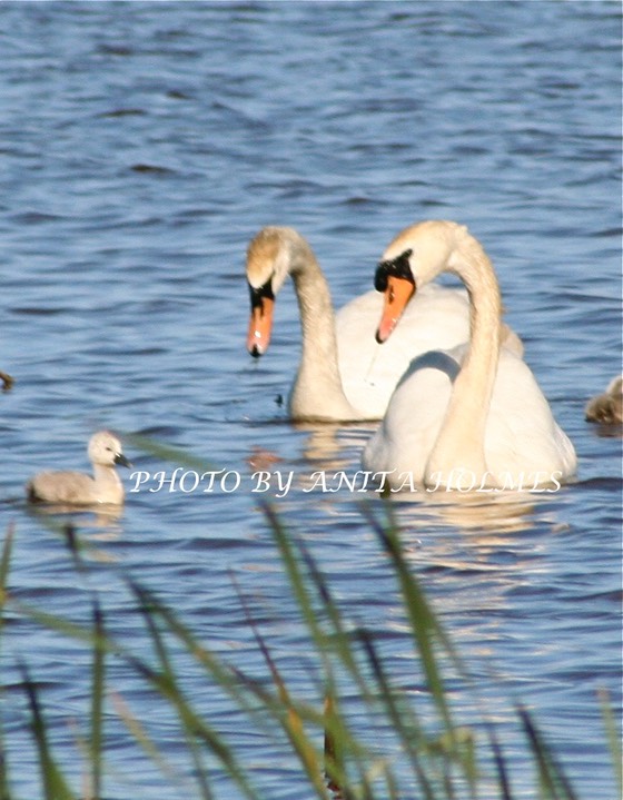 Muted geese photo by Anita Holmes