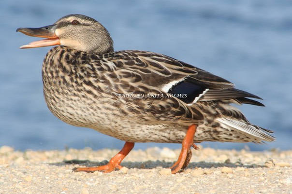 Female mallard by Anita Holmes