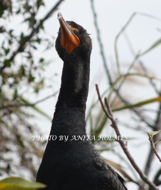 Cormorant by Anita Holmes