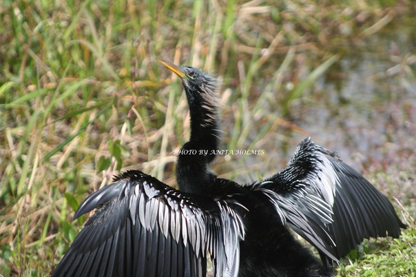 Anhinga by Anita Holmes