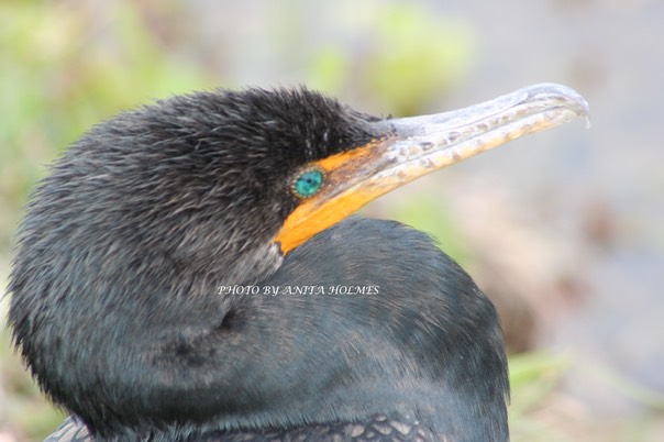 Cormorant by Anita Holmes