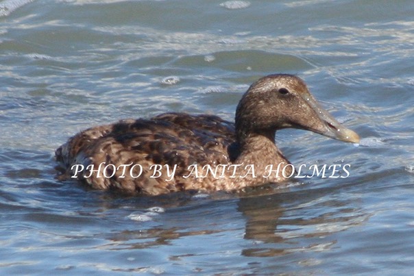 Common Eider by Anita Holmes