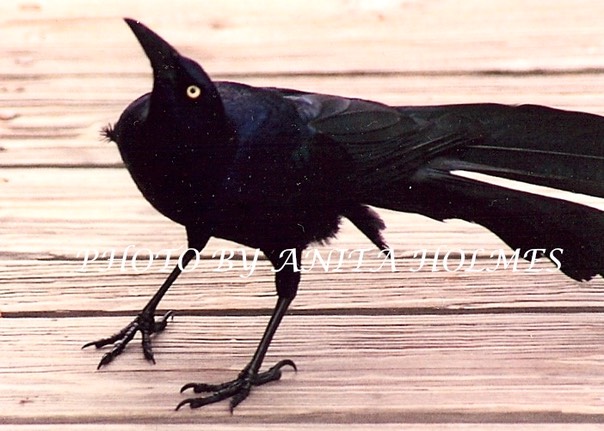 Grackle by Anita Holmes