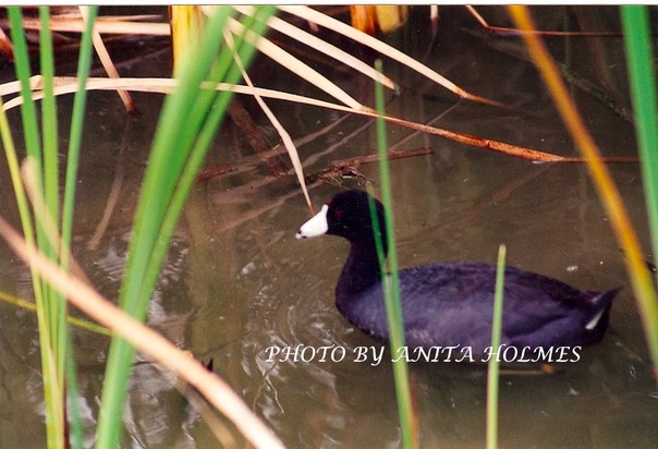 American Coot by Anita Holmes